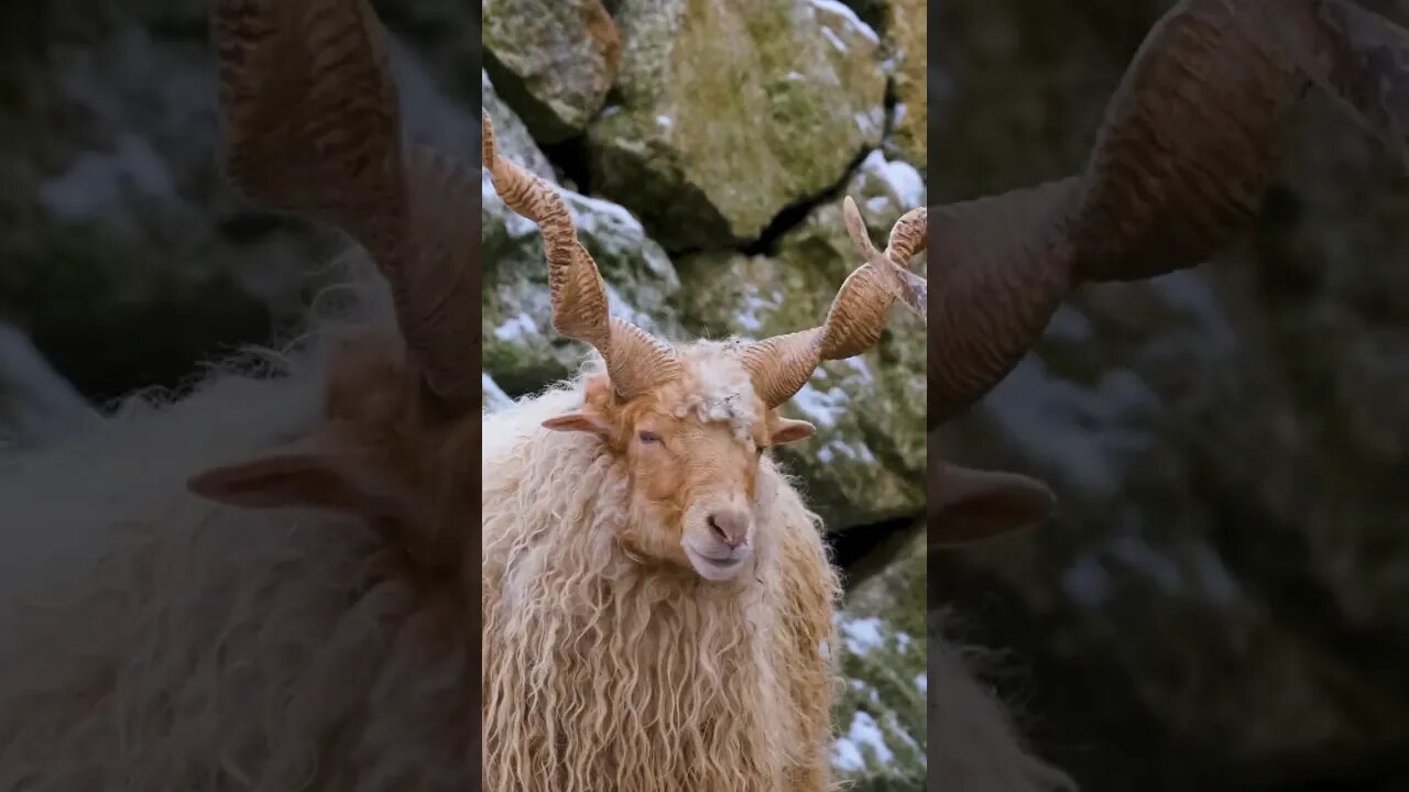 Sheep Facts And Sounds #Shorts 🌲