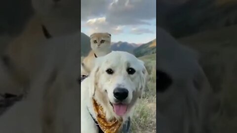 dog carries a cat #Shorts 🧐