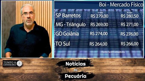 Boi gordo tem estabilidade de preços e sobe em 12 praças segundo Scot Consultoria