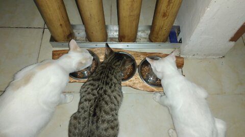 Cat Food Bowl Table made from Wood Log