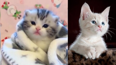 Intresting cat video