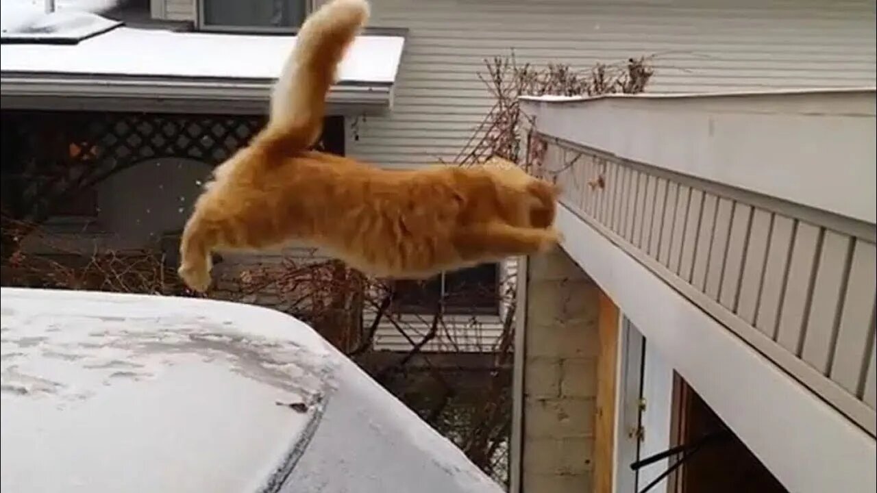 Cute Cats Jump Fail Compilation - The Best Fails EVER! | Try not to laugh | Robin Hood