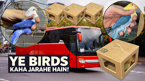 Ye Birds Kaha Jarahe Hain? Birds Travel Vlog