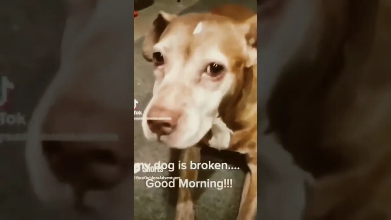 Our Dog Memorial - Gone but not Forgotten