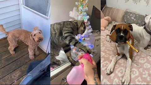 Funniest Cats and Dogs Videos🐱🐶New Funny Animals 2023😍🤣#15