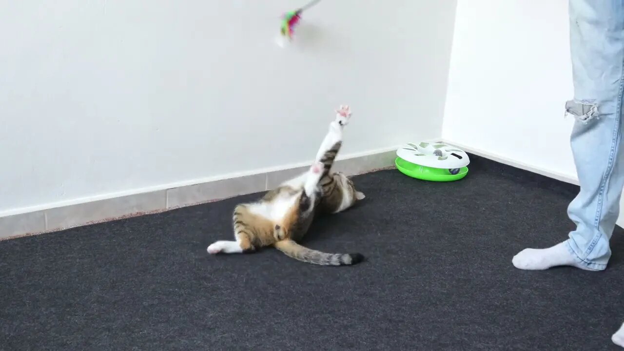 Funny Cat Plays with Toy