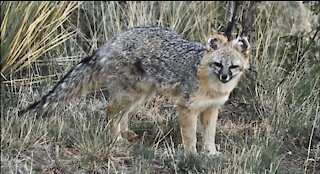 Fox In My Yard 2018