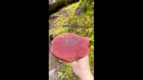 Wonderful Bolete / Edible, Lemony Taste #explore #forest #hiking