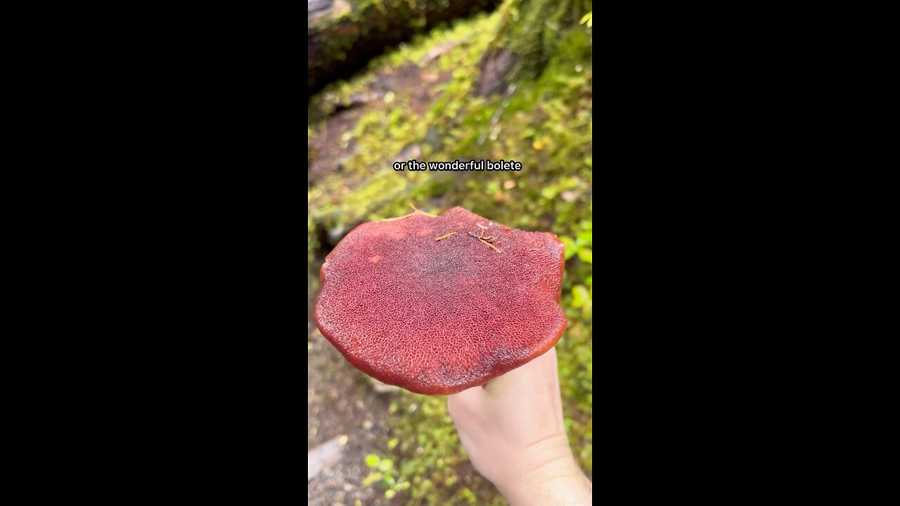 Wonderful Bolete / Edible, Lemony Taste #explore #forest #hiking