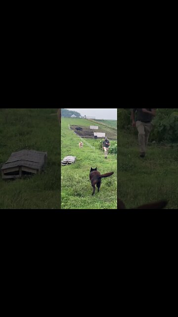 When The Cow Doesn’t Want To Be Left Behind. 🐮🤠#shorts #cow #farm