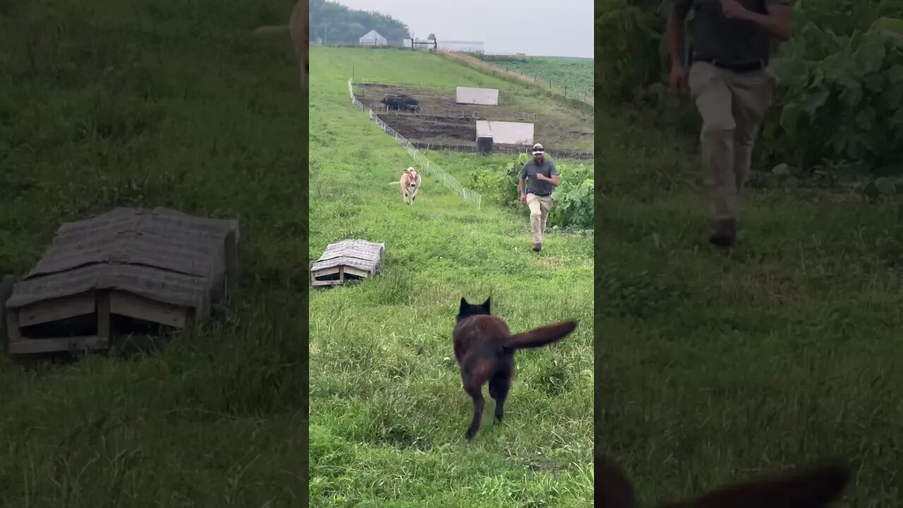 When The Cow Doesn’t Want To Be Left Behind. 🐮🤠#shorts #cow #farm