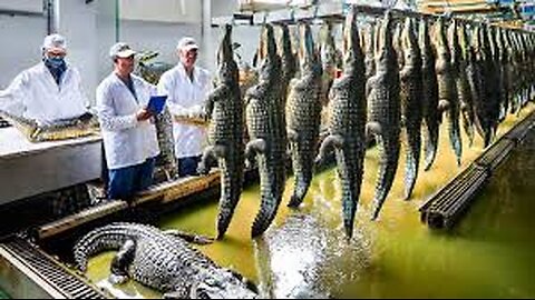 Crocodile Farm - How China Millions of Dollars from Processing Crocodile Meat and Crocodile Skin