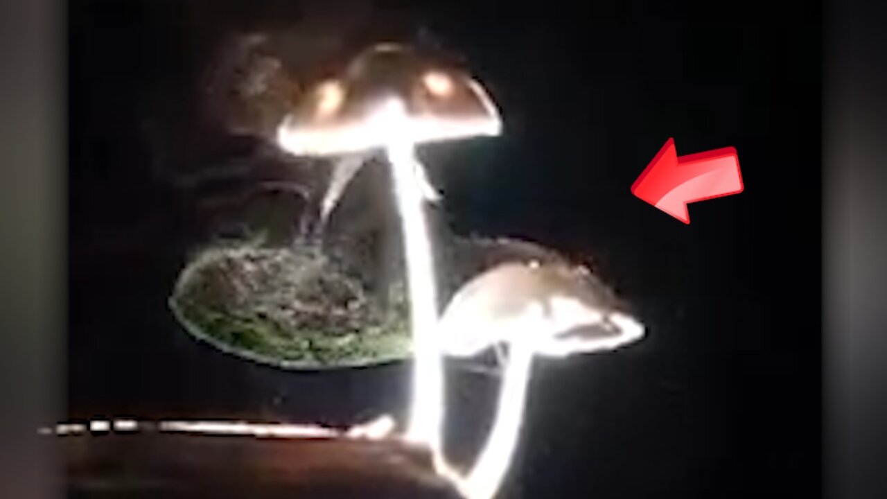 Mushrooms spreading mushroom spores [Mystery]