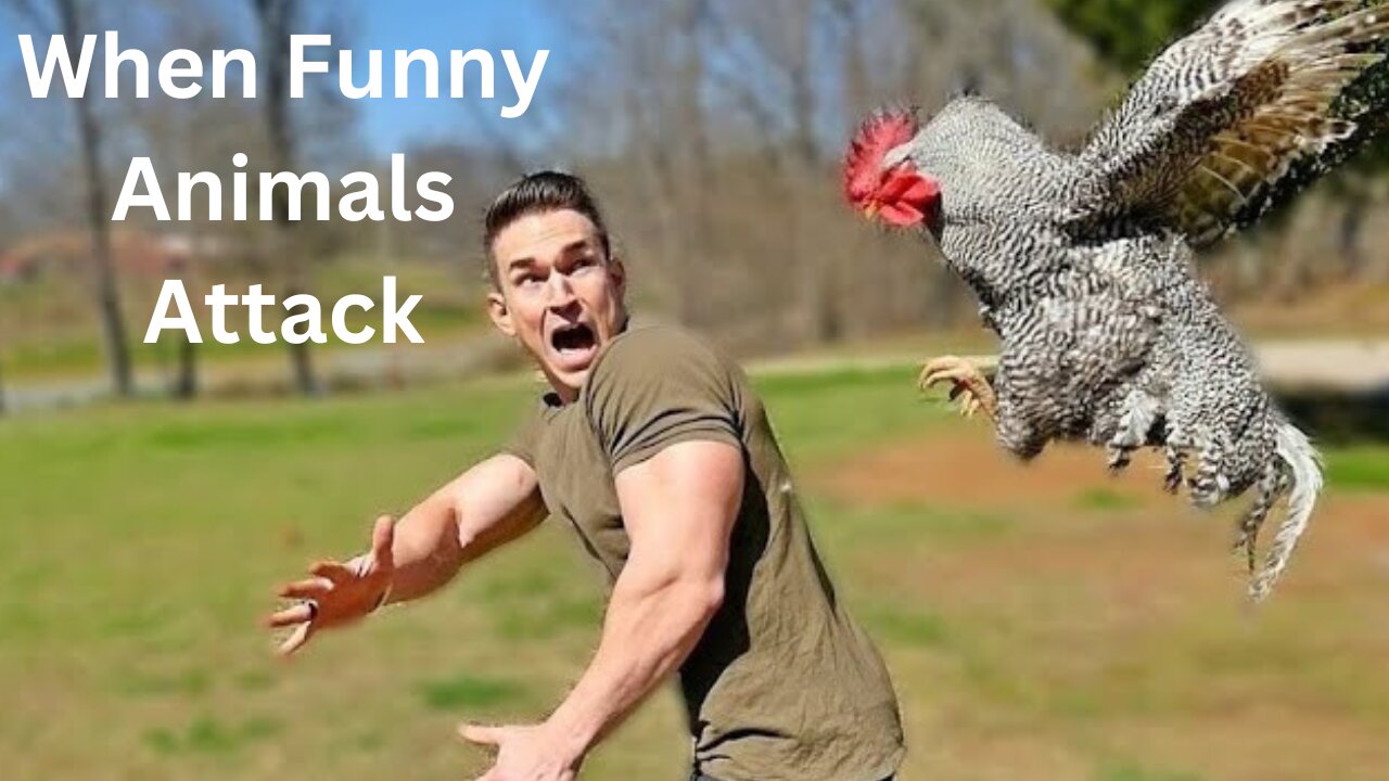 When Funny Animals Attack