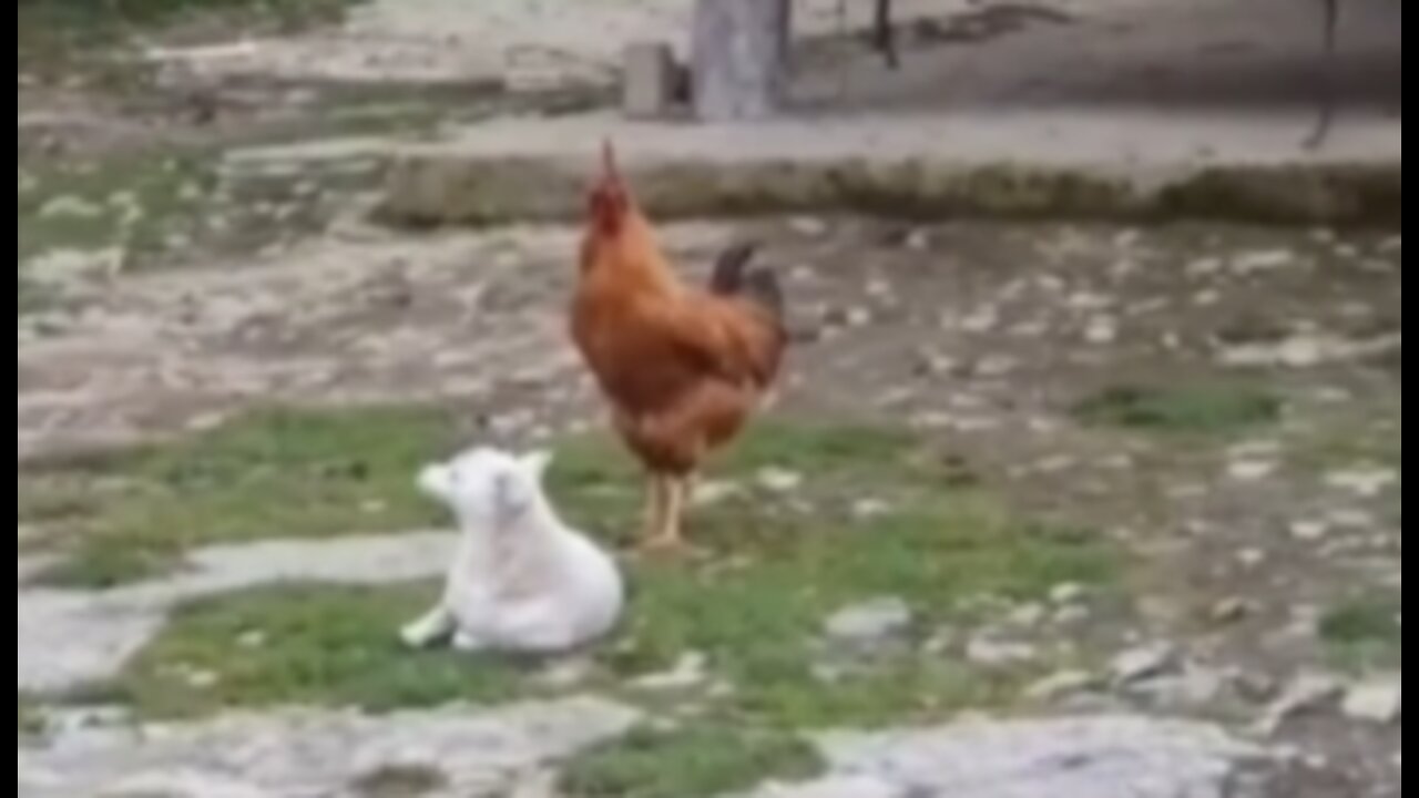 Dog trying to crow like Rooster Funny Animals