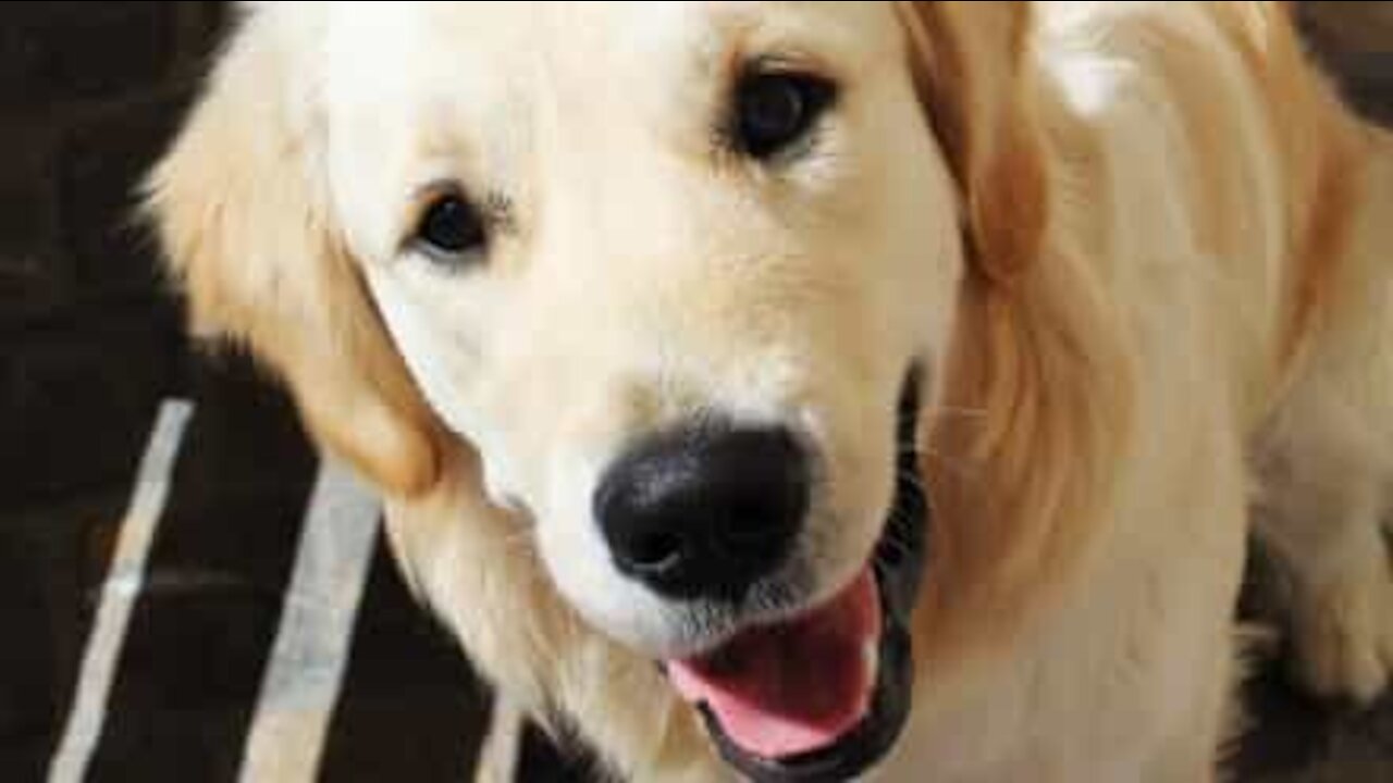 Golden Retriever falha desafio do ovo de forma hilariante