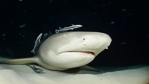 A More Gentle Side To Sharks