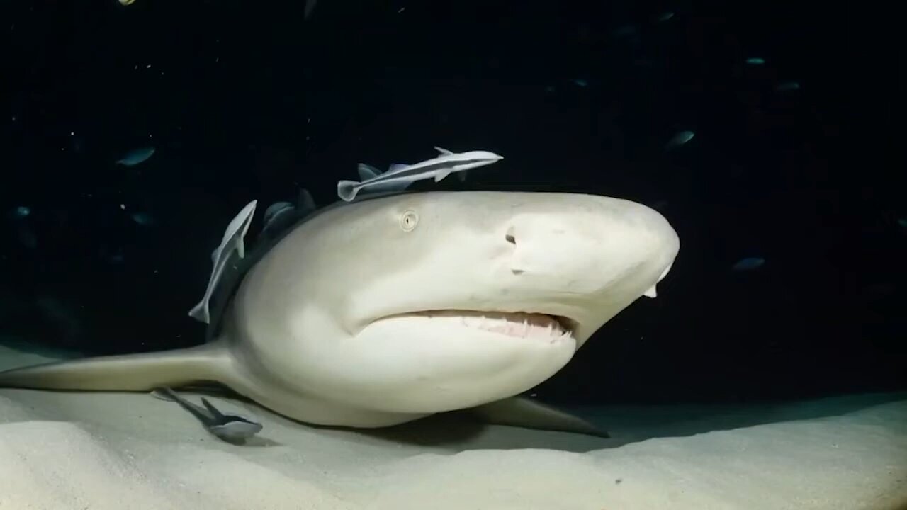 A More Gentle Side To Sharks