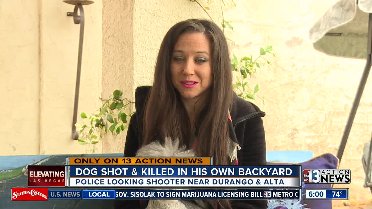 Miniature poodle shot, killed in owner's west Las Vegas backyard