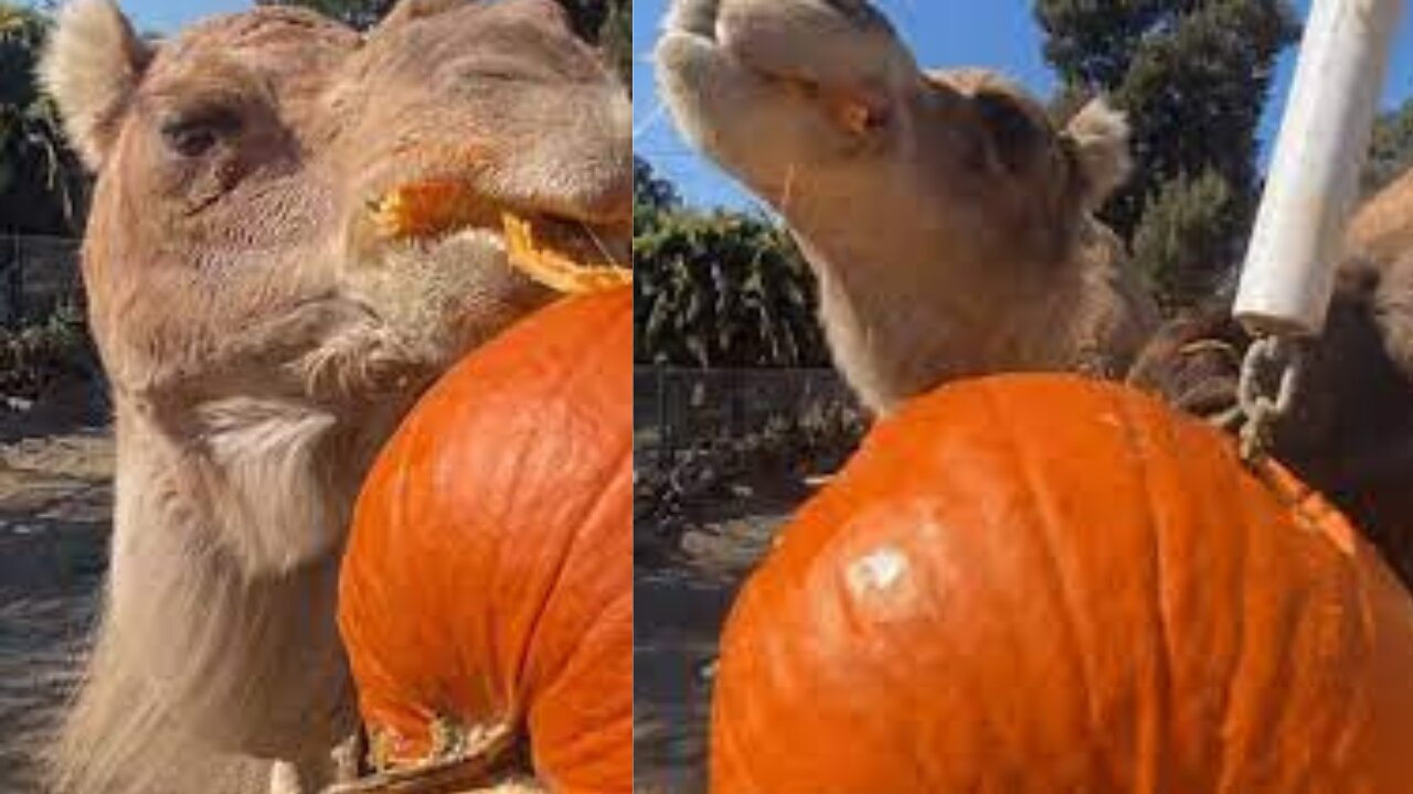 Cheeky Camels at Oakland Zoo Play Tetherball With Pumpkin for Halloween Celebrations