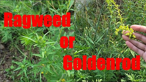 Goldenrod vs Ragweed