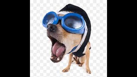 Funny Dog Videos Compilation
