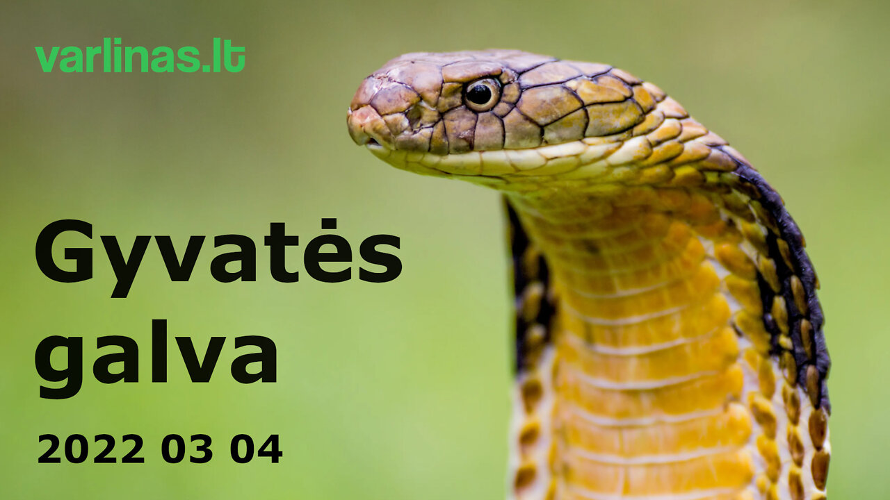 Varlinas tiesiogiai - 2022 03 04 - Gyvatės galva