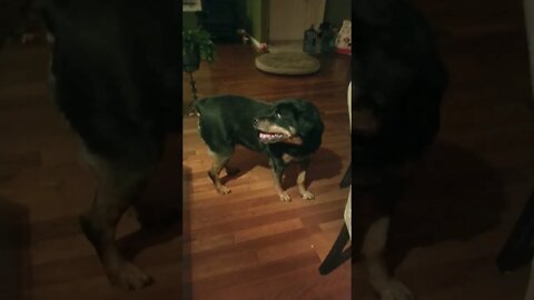Rottweiler R&R Queen 😎😄#rottweiler #shorts