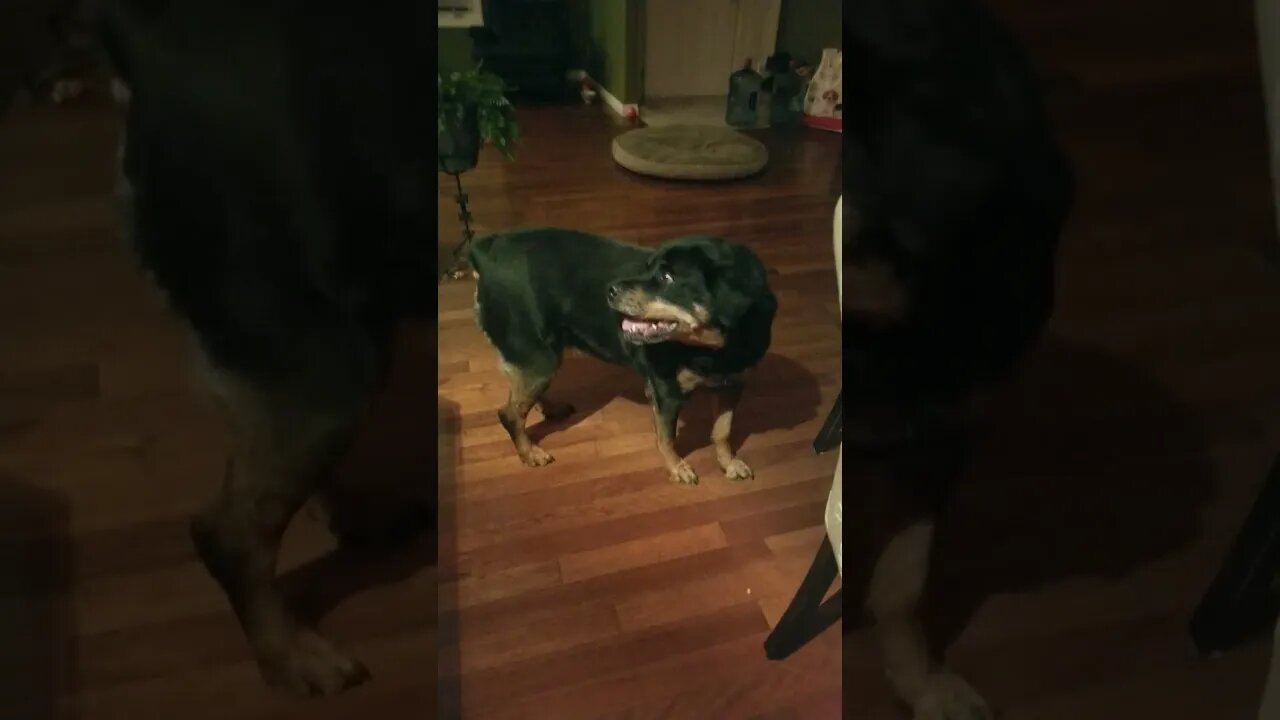 Rottweiler R&R Queen 😎😄#rottweiler #shorts