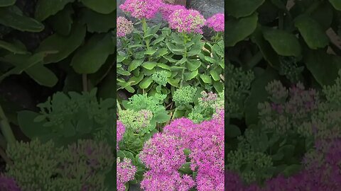 pink flowers #shorts