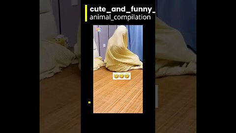 cute and funny animals compilation /you laugh😅, you lose😂