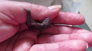 Microbat rescued at an Australian school
