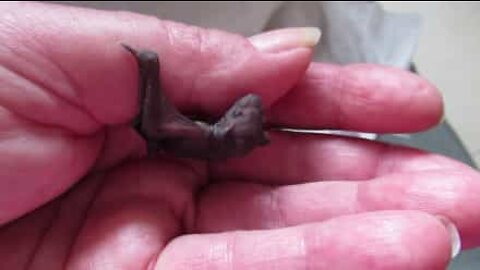 Microbat rescued at an Australian school