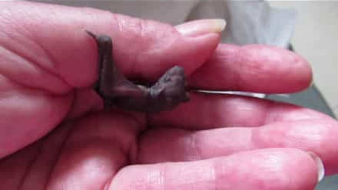 Microbat rescued at an Australian school