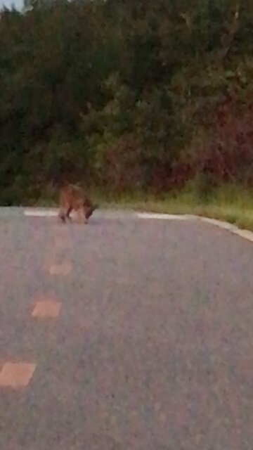 Coyote sick and comes toward us -