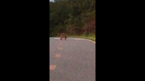 Coyote sick and comes toward us -