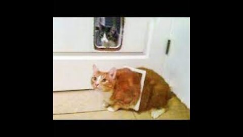 Funny and Cute Cat's Life | #1