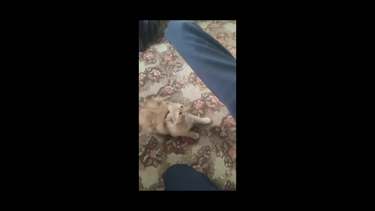 🐈playing with the cat 🐈