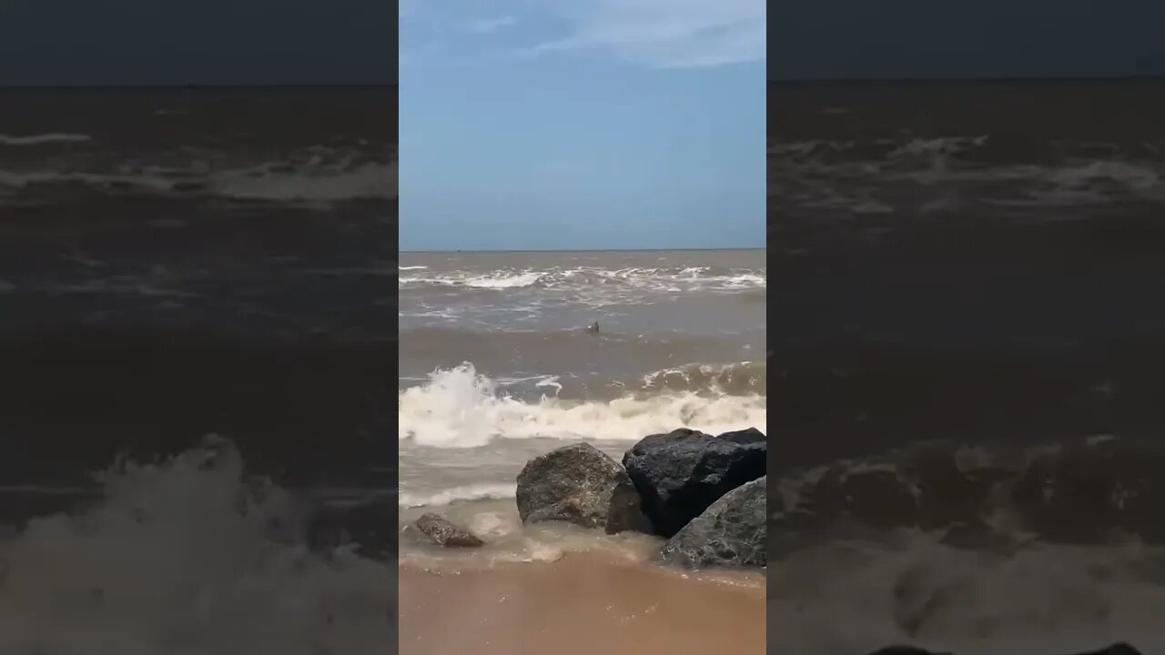 Elefante marinho em Conceiçao da Barra