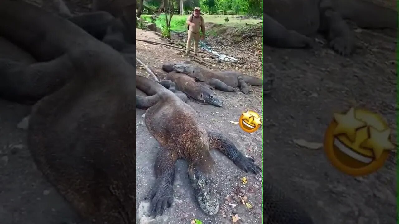 Dino lagartos Descansando #shorts