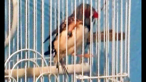 IECV PBV #99 - 👀 Jumper Jumping From The Perch To The Cage Bars And Back Again 1-3-2019