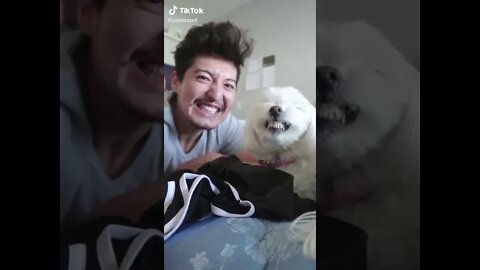 Best Funny Pet Videos Of The Month - Dogs 🐶 And Cats 😹 Doing Cute Things - funny videos 2021