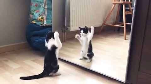 Funny Cats ✪ Cute and Baby Cats Vs Mirror Compilation #84