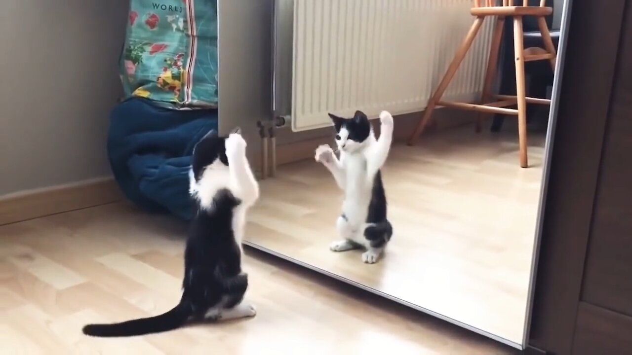 Funny Cats ✪ Cute and Baby Cats Vs Mirror Compilation #84