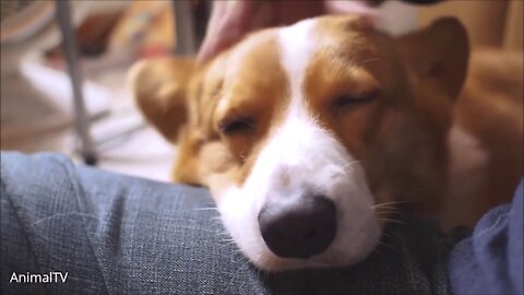 The Cutest Corgi Compilation That Will Make You Go Awwww