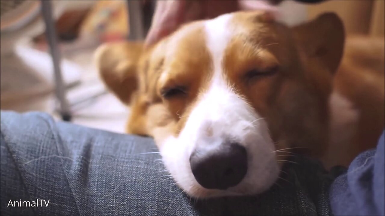 The Cutest Corgi Compilation That Will Make You Go Awwww