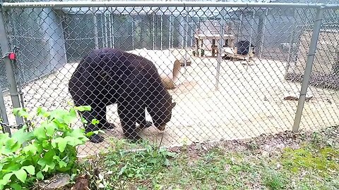 Bears at Untamed mountain