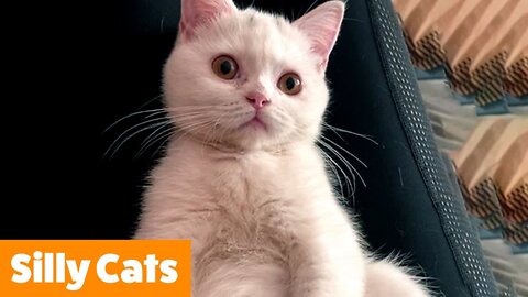 1 Hour of the Funniest Cats