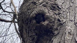 Black Squirrel spring cleaning 🤣🤣