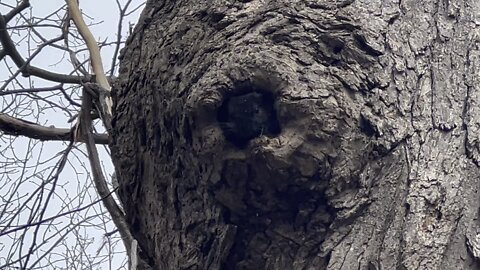 Black Squirrel spring cleaning 🤣🤣
